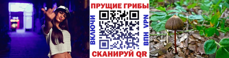 Галлюциногенные грибы Psilocybe  купить   omg онион  Урай 